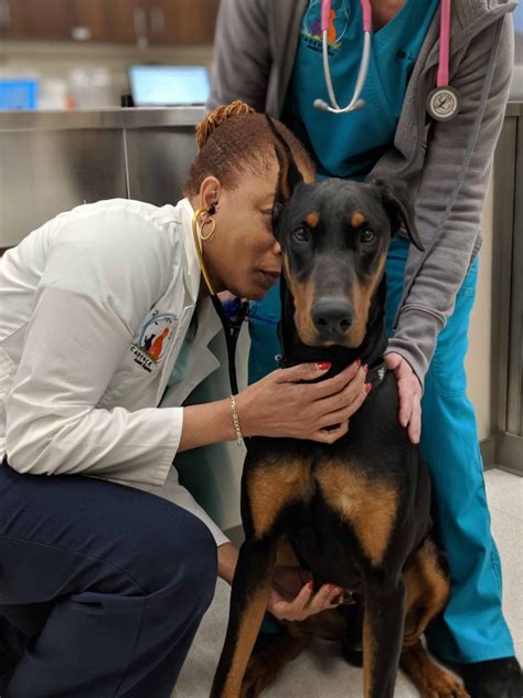 Cadence animal hospital - We are a full-service animal hospital that cares for dogs and cats in Cadence, Lake Las Vegas, Tuscany, Weston Hills, Calico Ridge, Boulder City, and surrounding areas. Contact Phone: 702-485-5200 